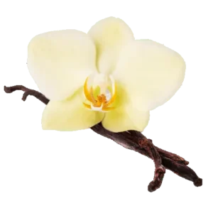 Vanilla flower