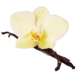 Vanilla flower